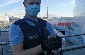 Bundespolizeidirektion Sankt Augustin: BPOL NRW: Bundespolizisten bringen jungen Falken in Sicherheit