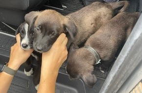 Polizei Münster: POL-MS: Polizei befreit Hundewelpen von mutmaßlich illegalen Tierhändlern