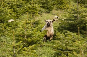 Demobetriebe Ökologischer Landbau: Bioweihnachtsbäume: eine nachhaltige Alternative