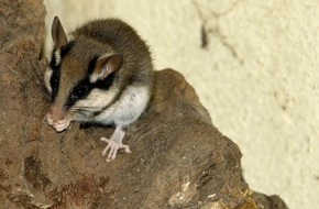 Bund für Umwelt und Naturschutz Deutschland e.V. (BUND): ++ Welttag des Artenschutzes: Gartenschläfer in Not ++