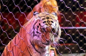 Schweizer Tierschutz STS: Les animaux de cirque de nouveau à l'agenda