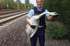 Bundespolizeidirektion Sankt Augustin: BPOL NRW: Bundespolizei bringt Schwan in Sicherheit