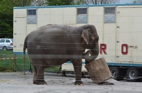 Aktionsbündnis "Tiere gehören zum Circus": Zirkus in Tuttlingen: Das von OB Beck angestrebte Wildtierverbot passt nicht in eine aufgeklärte Gesellschaft