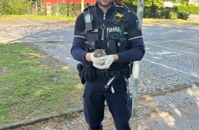 Polizei Bochum: POL-BO: Ostern 2026 ist gerettet: Polizei kümmert sich um verletztes Kaninchenbaby