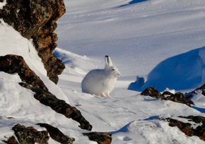 Neuer Katalog „Expeditions-Seereisen 2027/2028“: Expeditionen ans Ende der Welt mit IKARUS TOURS & PolarNEWS