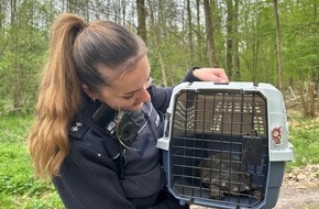 Polizeipr&auml;sidium Offenburg: POL-OG: B&uuml;hl - Schildkr&ouml;te in Sicherheit gebracht - Mit guten Nachrichten ins Wochenende