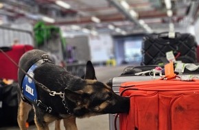 Hauptzollamt Frankfurt am Main: HZA-F: 150 Kilogramm Cannabis durch Frankfurter Flughafenzoll beschlagnahmt - drei Rauschgiftspürhunde erschnüffeln Rauschgift in sechs Koffern