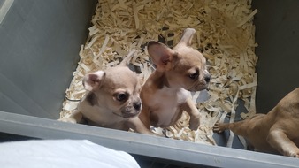 VIER PFOTEN - Stiftung für Tierschutz: Pour lutter contre le commerce illégal de chiots, QUATRE PATTES introduit le nouveau système de contrôle «VeriPet» avec anibis.ch et Amicus