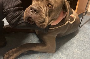 Polizeiautobahnstation Kaiserslautern und Zentrale Verkehrsdienste: POL-PASTKL: Hund auf eisiger Autobahn gerettet