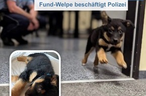 Polizei Minden-Lübbecke: POL-MI: Eine aufregende Nacht auf dem Revier - Fund-Welpe beschäftigt Polizei