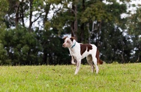 IFAW Deutschland: Australien bekommt neuen Sp&uuml;rhund zur Rettung von Koalas
