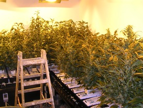 POL-SE: Illegaler Anbau von Marihuana - Kripo erntet 9 Kilogramm