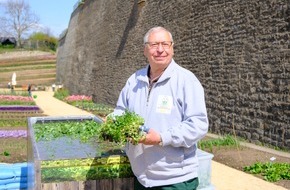 Bundesgartenschau Erfurt 2021 gGmbH: Superfood mit Erfurter Historie / Brunnenkresse ist eine besondere Pflanze, die in Erfurt auch heute noch für Begeisterung bei den Fans des würzigen Krautes sorgt