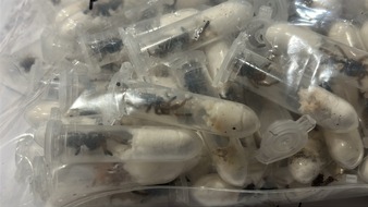 Hauptzollamt Köln: HZA-K: Kölner Zoll findet rund 1.500 Vogelspinnen versteckt in Keksverpackungen / Schmuggelpaket aus Vietnam war auf dem Weg ins Sauerland