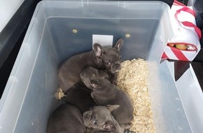 Bundespolizeiinspektion Ludwigsdorf: BPOLI LUD: Bundespolizei stoppt Transporter mit 13 Hunden an der Grenze