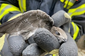 Feuerwehr Offenburg: FW-OG: Mauersegler hängt hilflos aus seinem Nest - Zeugen reagieren goldrichtig