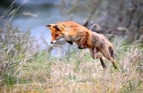 Wildtierschutz Deutschland e.V.: Jagdgesetz Rheinland-Pfalz: Tierquälerische Jagd am Fuchsbau wird nur teilweise abgeschafft