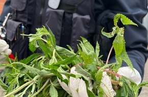 Polizei Mettmann: POL-ME: Säcke voller Cannabis-Pflanzen entdeckt: Polizei ermittelt - Langenfeld - 2412023