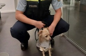 Bundespolizeiinspektion Bremen: BPOL-HB: Ungew&ouml;hnlicher Einsatz im Bremer Hauptbahnhof - Bundespolizei nimmt Hund in Gewahrsam