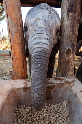Elefantenwaisen in Simbabwe auf dem Weg in die Freiheit