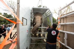 VIER PFOTEN - Stiftung für Tierschutz: Du plus solitaire au plus chanceux : l'éléphant Kaavan s'envole pour le Cambodge