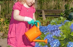 abrazo: abrazo: Biologische Tipps für Blaublütenpracht Hortensie