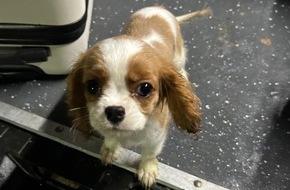 Hauptzollamt Singen: HZA-SI: ZOLL entdeckt geschmuggelten Hundewelpen