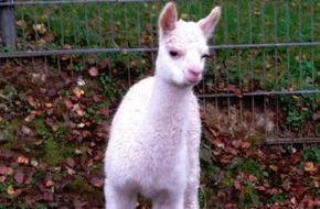 Polizeidirektion Göttingen: POL-GOE: (585/2014)  Wo ist "Clementine?" - Polizei Hann. Münden fahndet nach weißem Alpaka-Fohlen, Foto im Anhang