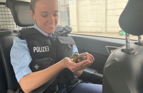 Bundespolizeiinspektion Hamburg: BPOL-HH: Fall 2: Tierischer Besuch im Bundespolizeirevier im Bahnhof Altona- Zwei niedliche Entenküken ohne "Enten-Mutti" unterwegs...