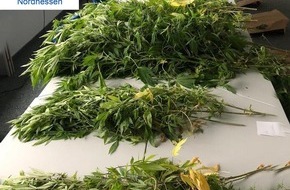 Polizeipräsidium Nordhessen - Kassel: POL-KS: Ermittler beweisen richtigen Riecher: Wohnungsdurchsuchungen führen zur Beschlagnahme von 44 Cannabispflanzen und Betäubungsmitteln