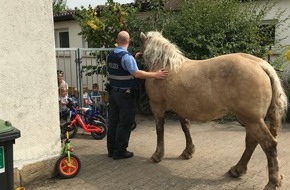 Polizeidirektion Landau: POL-PDLD: Die Landauer Polizei und ihre Polizeipferde