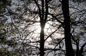 Holzenergie Schweiz: Holzenergie gewinnt dank der CO2-Abgabe