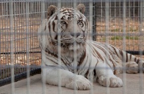 IFAW - International Fund for Animal Welfare: Zum Welt-Tiger-Tag am 29.7.: die traurige Wahrheit über weiße Tiger
