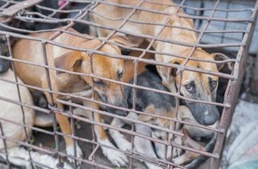 VIER PFOTEN - Stiftung für Tierschutz: Indonesiens Hauptstadt Jakarta verbietet Hunde- und Katzenfleischhandel