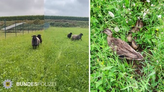 Bundespolizeidirektion München: Bundespolizeidirektion München: Tierische Einsätze der Bundespolizei