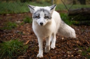 VIER PFOTEN - Stiftung für Tierschutz: QUATRE PATTES recueille cinq animaux à fourrure dans son refuge pour animaux sauvages