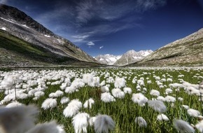 Aletsch Arena AG: Global Player und Naturschönheit: die Biodiversität in der Aletsch Arena