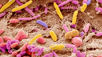 Wort & Bild Verlagsgruppe - Gesundheitsmeldungen: Mikrobiomanalyse: Bringt das was? / Seitdem die Forschung den Darm unter die Lupe nimmt, liegen Angebote für Bakterienuntersuchungen im Trend