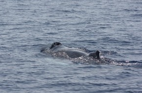 OceanCare: Gestrandeter Buckelwal in der Ostsee: Warum der bestehende Schutz f&uuml;r Meeress&auml;uger oft nicht ausreicht