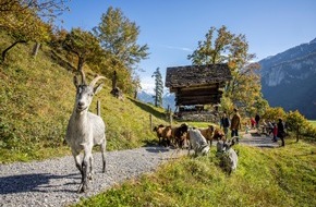 Ballenberg - Freilichtmuseum der Schweiz: Un résultat positif pour le Musée en plein air Ballenberg