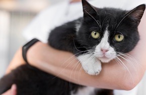 Deutsche Haut- und Allergiehilfe e.V.: Spezielles Katzenfutter bei Reaktion auf Katzenallergene