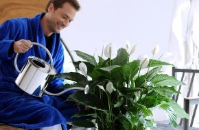 Blumenbüro: Spathiphyllum ist Zimmerpflanze des Monats August / Die Spathiphyllum sorgt für eine frische Brise im Leben (mit Bild)