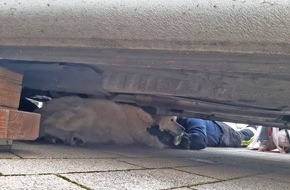 Feuerwehr Dortmund: FW-DO: PKW überrollt Hund