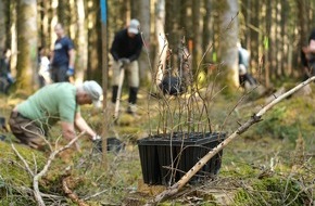 Bergwaldprojekt e.V.: 130 Freiwillige pflanzen mit dem Bergwaldprojekt e.V. standortheimische Rotbuchen im Forstenrieder Park bei München