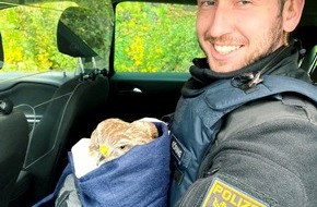 Polizei Homberg: POL-HR: Gudensberg-Dorla: Verletzter Greifvogel - Polizei übergibt Mäusebussard an Auffangstation