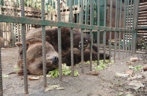 VIER PFOTEN - Stiftung für Tierschutz: QUATRE PATTES sauve le dernier «ours de restaurant» d'Albanie