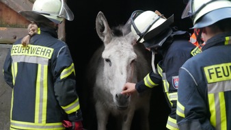Freiwillige Feuerwehr Celle: FW Celle: Celler Feuerwehr übt Tierrettung