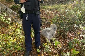 Polizei Steinfurt: POL-ST: Lengerich, Zwergschwein auf Wanderparkplatz entdeckt