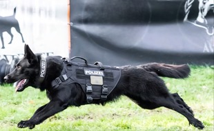 Polizei Duisburg: POL-DU: Duisburg-Nord/Oberhausen/Düsseldorf: Polizeihund Goethe stellt flüchtigen Autofahrer