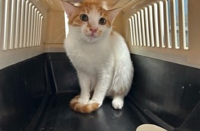 Hauptzollamt Augsburg: HZA-A: Vier Kulleraugen auf gro&szlig;er Reise / Zoll stellt zwei aus der T&uuml;rkei kommende Katzen vorerst sicher